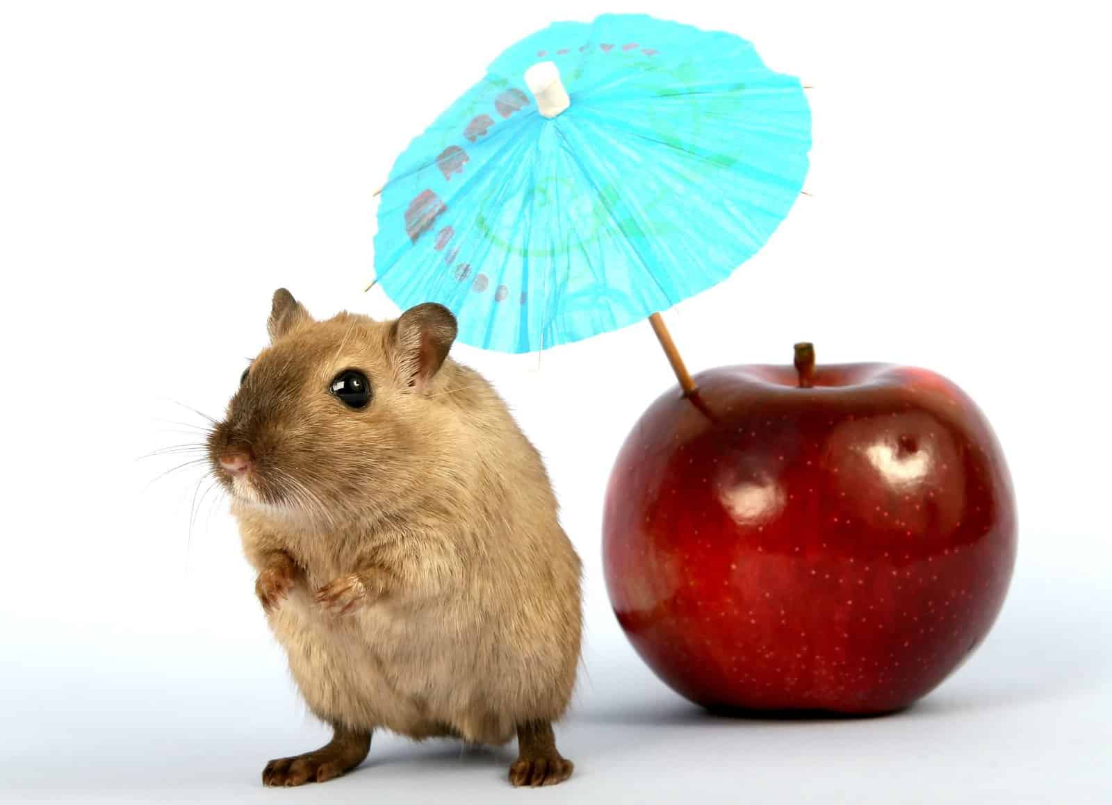 a rodent and an apple with cocktail umbrella on top of it