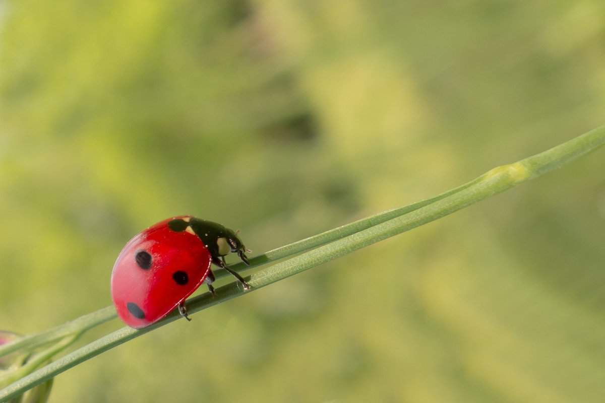 ladybug natural pest control