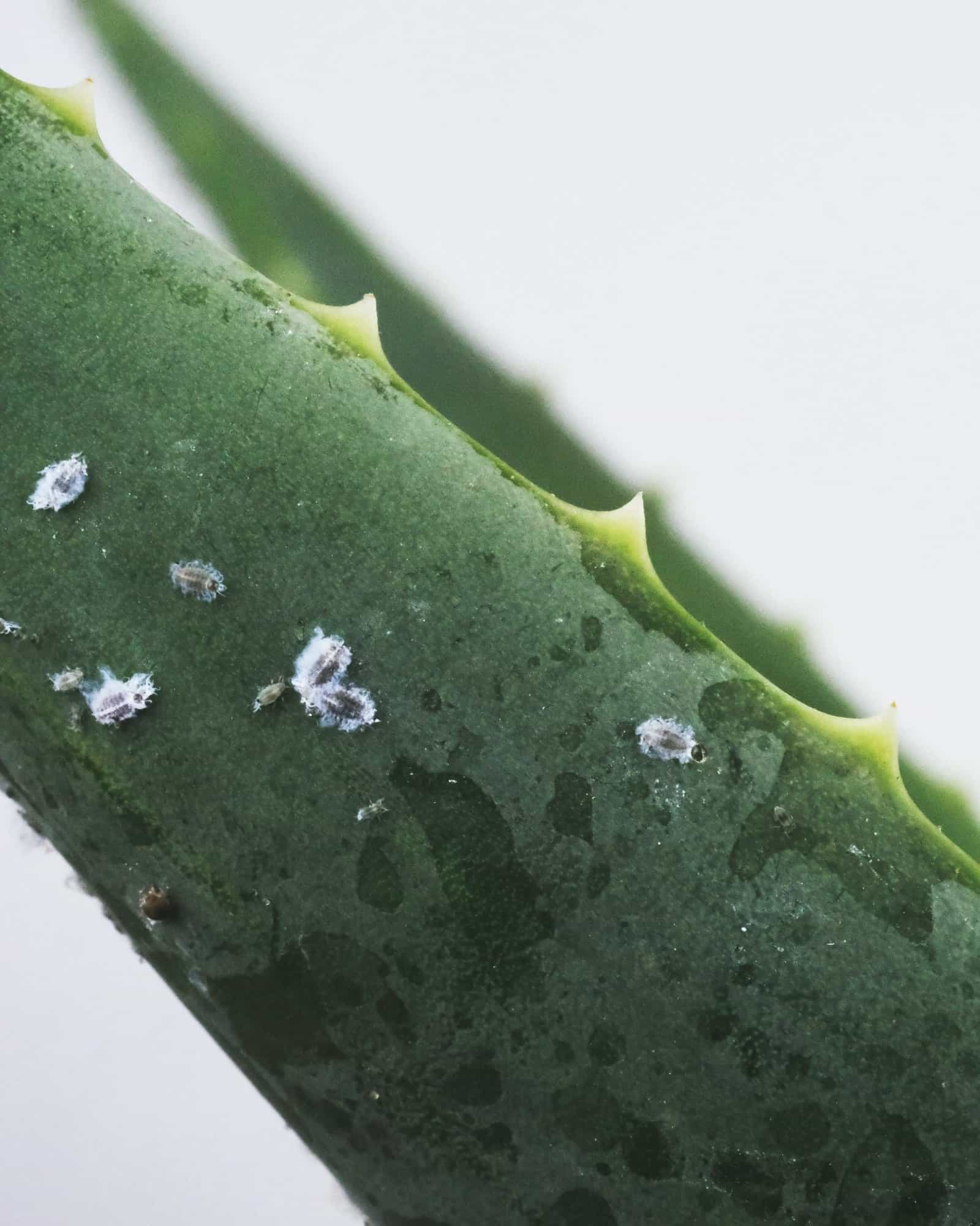 green and white water droplets