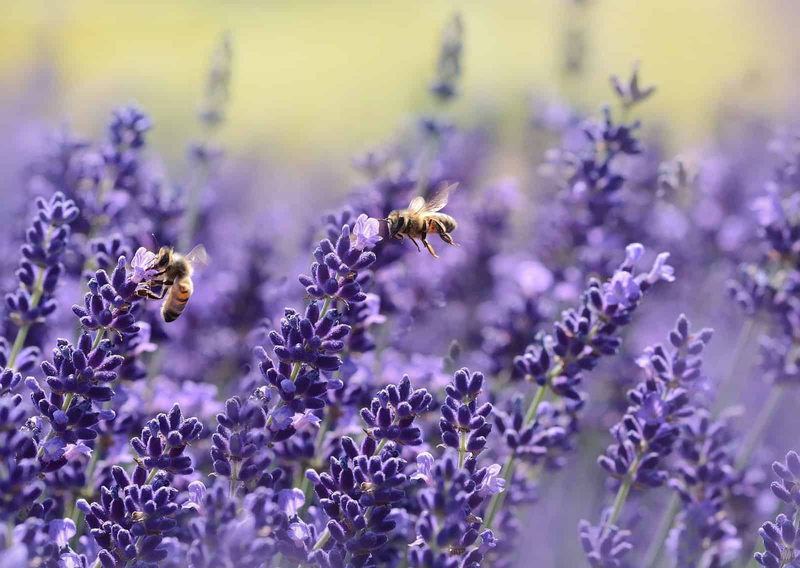 lavender bees purple flowers