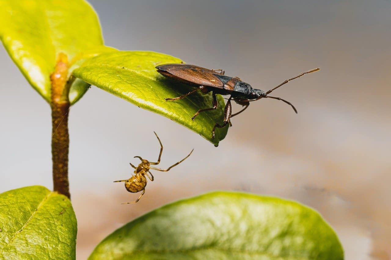 spider bug parasite leaf