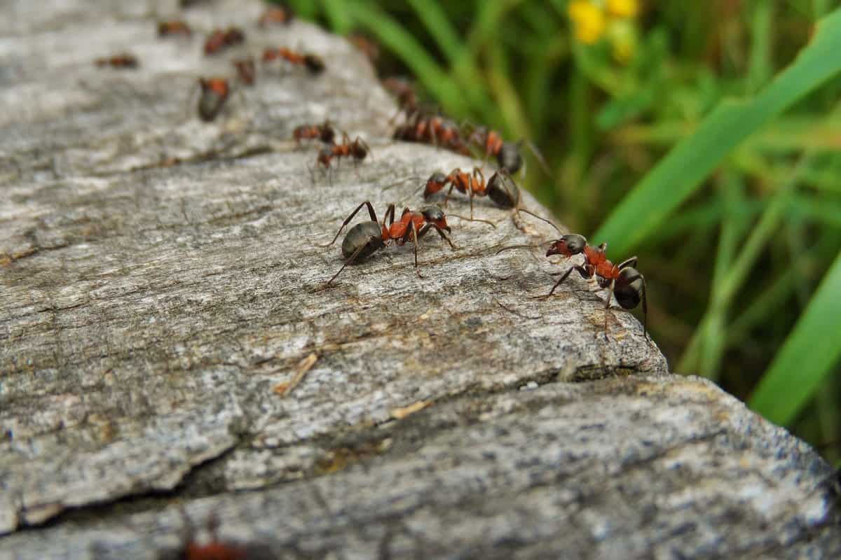 natur wood ants pests